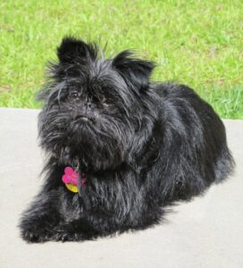 dog, affenpinscher, pet-1439386.jpg